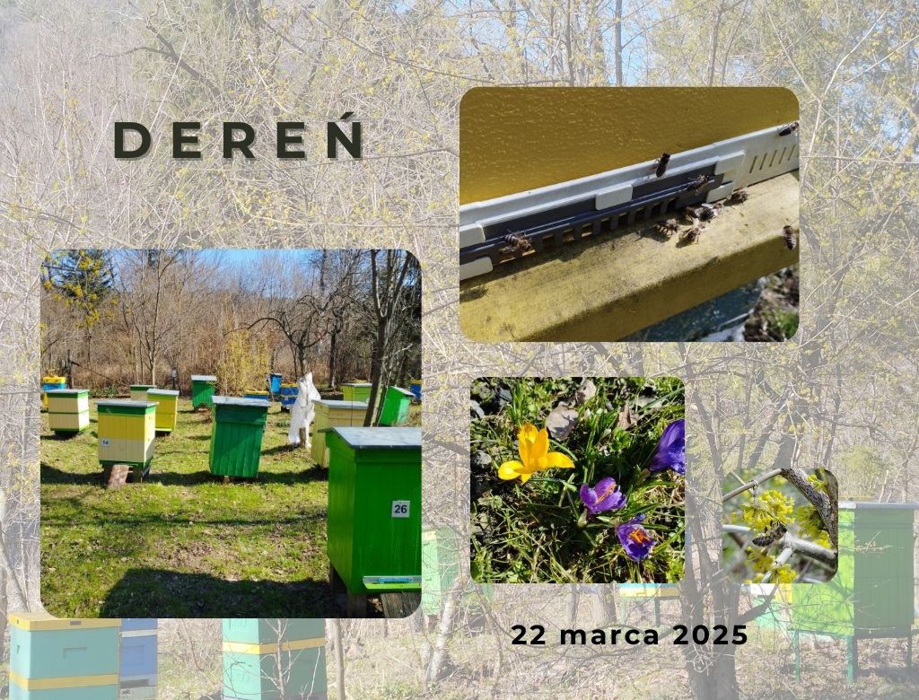 Dereń 2025