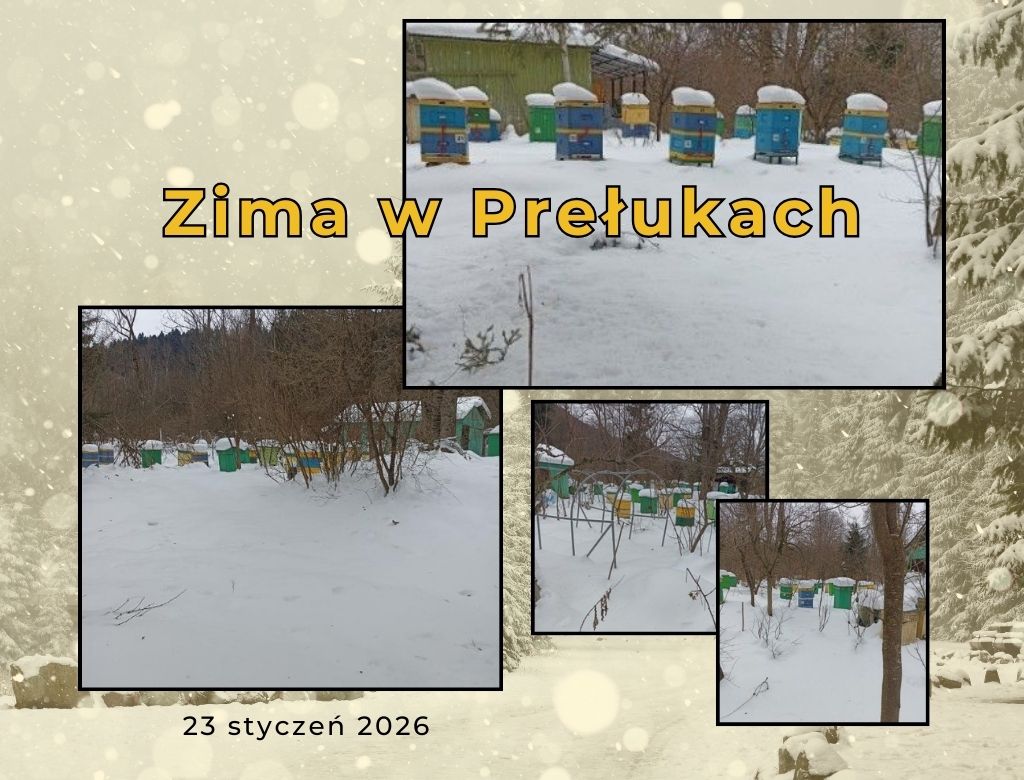 Zima w pasiece
