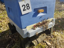 Pierwszy przegląd rodzin pszczelich