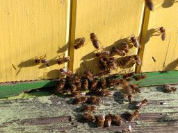 Pierwszy przegląd - kontrola czerwienia i zapasów